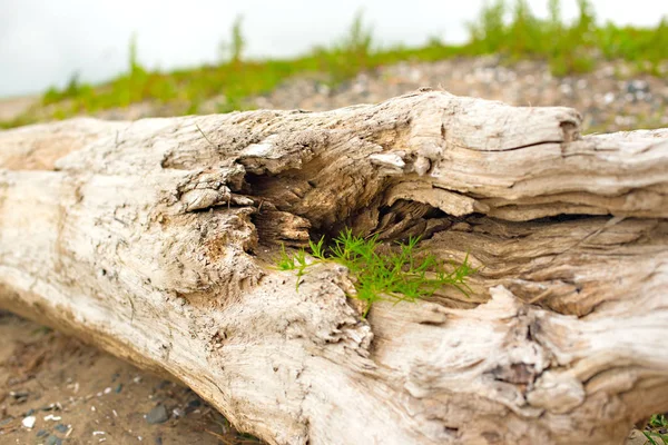Eski budak, denizin kenarında çim üzerinde yalan.