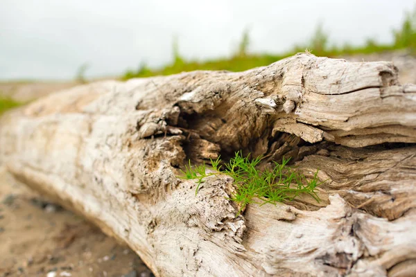 Eski budak, denizin kenarında çim üzerinde yalan.