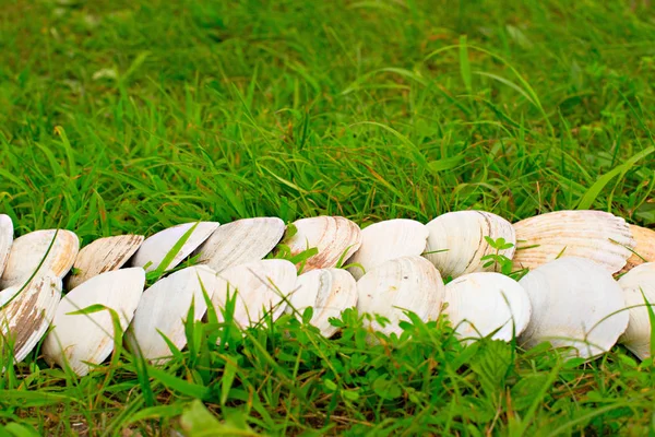 Grandes conchas blancas sobre un fondo de hierba verde . — Foto de Stock