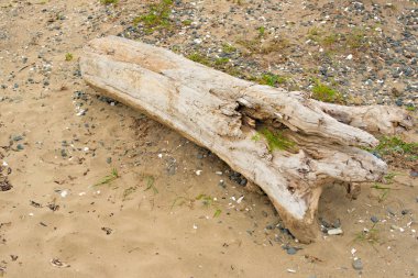 Eski budak, denizin kenarında çim üzerinde yalan.
