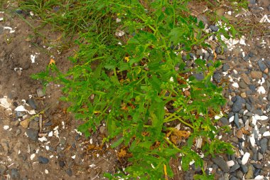 Eski budak, denizin kenarında çim üzerinde yalan.