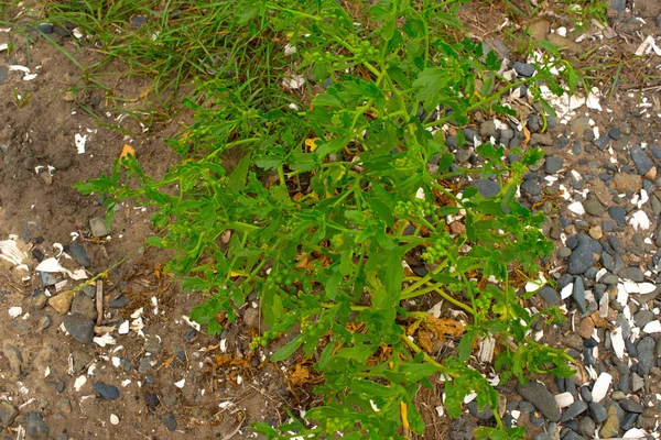 Eski budak, denizin kenarında çim üzerinde yalan.