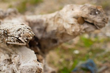 Eski budak, denizin kenarında çim üzerinde yalan.