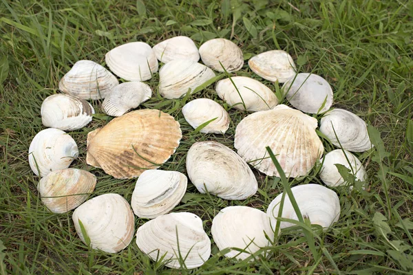 Große weiße Muscheln auf grünem Gras. — Stockfoto