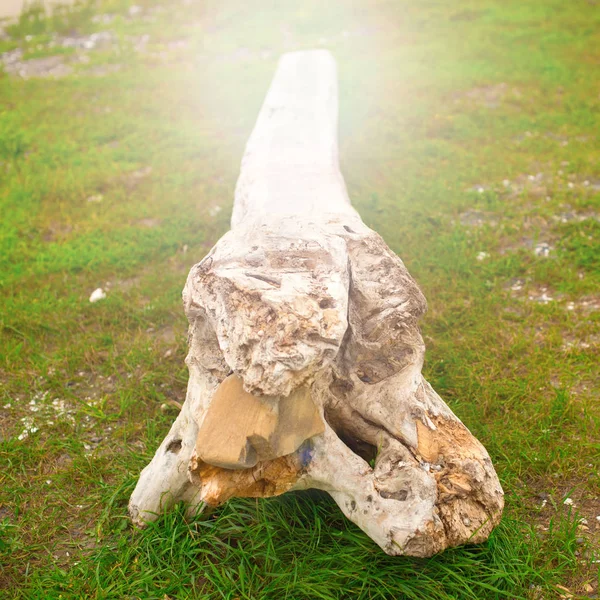 Eski budak, denizin kenarında çim üzerinde yalan.