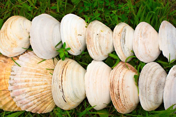 Grandi conchiglie bianche su uno sfondo di erba verde . — Foto Stock