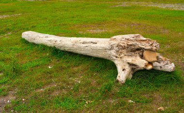 Eski budak, denizin kenarında çim üzerinde yalan.