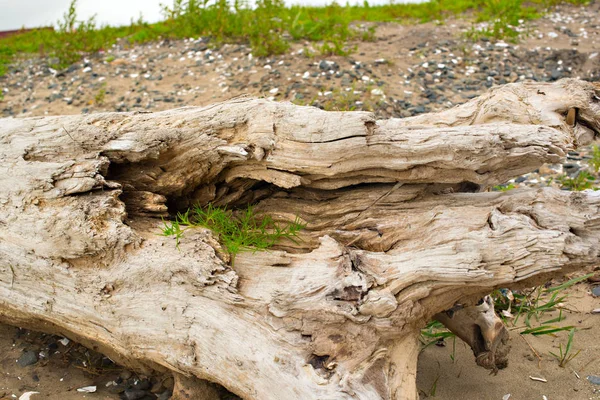 Eski budak, denizin kenarında çim üzerinde yalan.