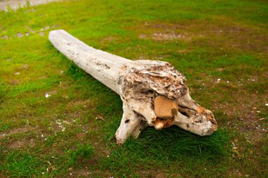 Eski budak, denizin kenarında çim üzerinde yalan.