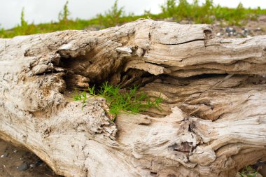 Eski budak, denizin kenarında çim üzerinde yalan.