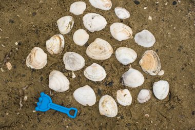 Çocuklar ve bir deniz kabuğu kuma için oyuncaklar.