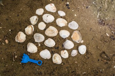 Çocuklar ve bir deniz kabuğu kuma için oyuncaklar.