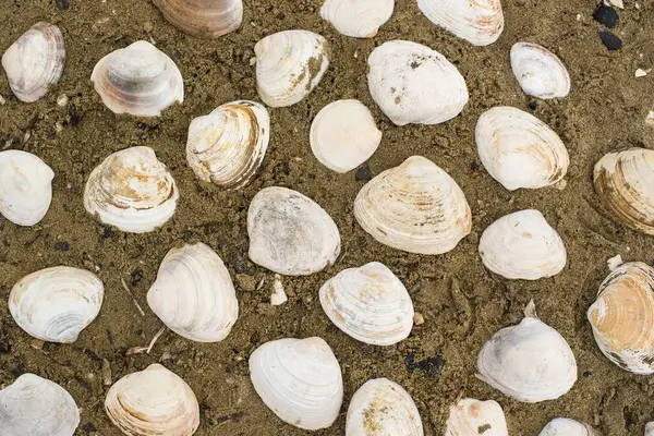Большие белые раковины на фоне морского песка . — стоковое фото