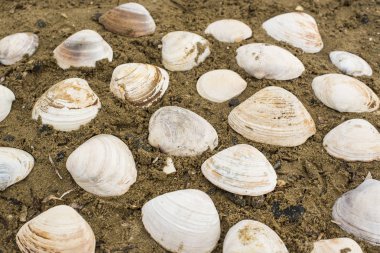 Deniz kum bir arka plan üzerinde beyaz büyük kabukları.