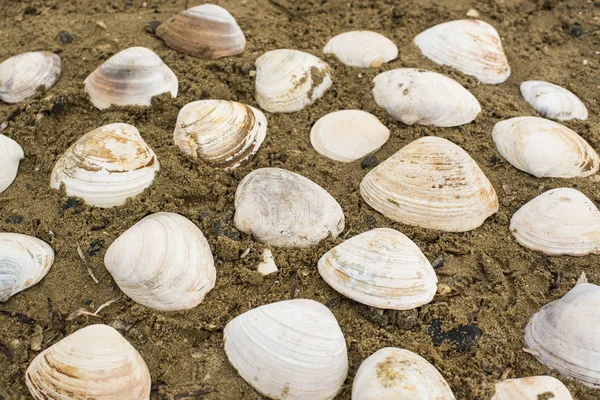Deniz kum bir arka plan üzerinde beyaz büyük kabukları.