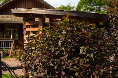 Ağaçlar, çalılar ve çiçekler arasında kır evi.