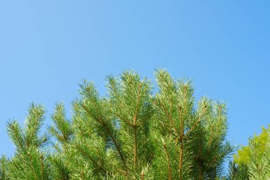 Çam doğal arka plan kalın dalları.