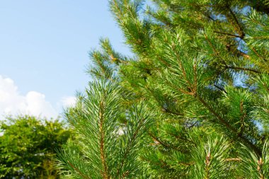 Çam doğal arka plan kalın dalları.