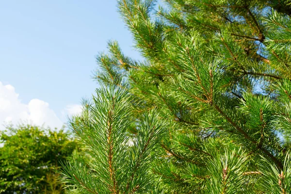 Çam doğal arka plan kalın dalları.