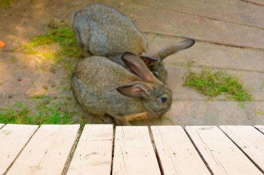 Ahşap masa tarafından güzel bir gri tavşan bir ülke çiftlikte eşlik etti..