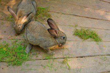 İki güzel gri tavşan bir ahşap zemin üzerinde.