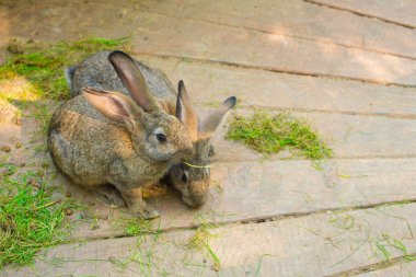 İki güzel gri tavşan bir ahşap zemin üzerinde.