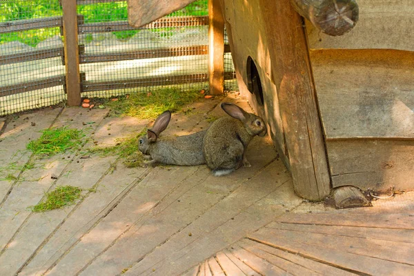 Schöne flauschige graue Kaninchen auf einem Bauernhof. — Stockfoto