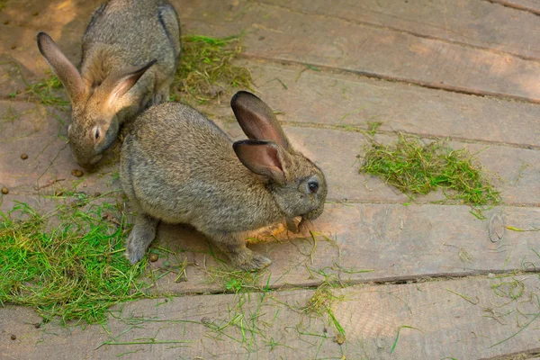 İki güzel gri tavşan bir ahşap zemin üzerinde.