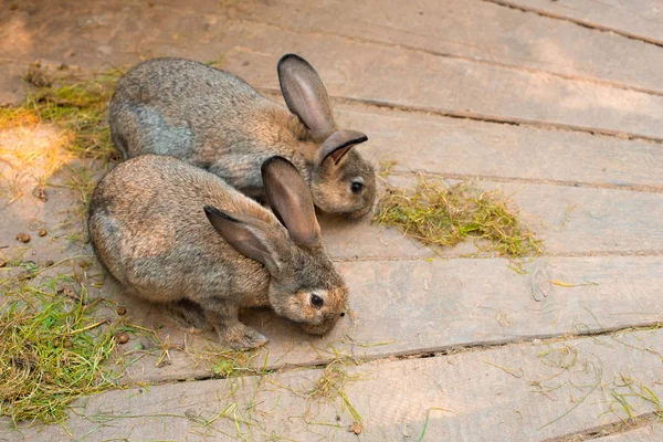 İki güzel gri tavşan bir ahşap zemin üzerinde.