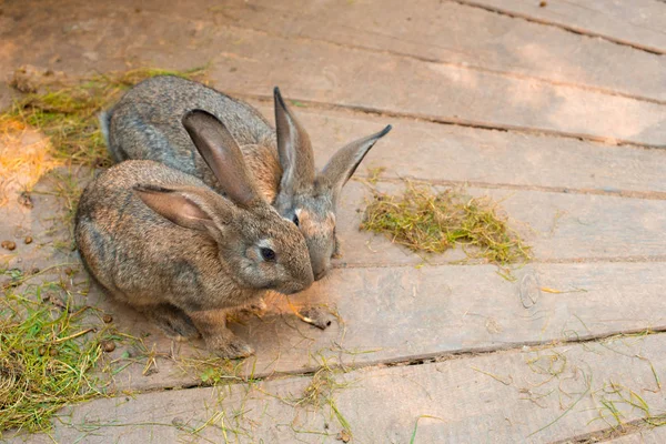 İki güzel gri tavşan bir ahşap zemin üzerinde.