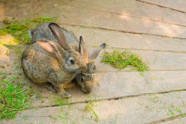 İki güzel gri tavşan bir ahşap zemin üzerinde.