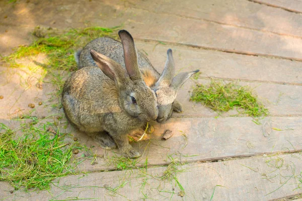 İki güzel gri tavşan bir ahşap zemin üzerinde.