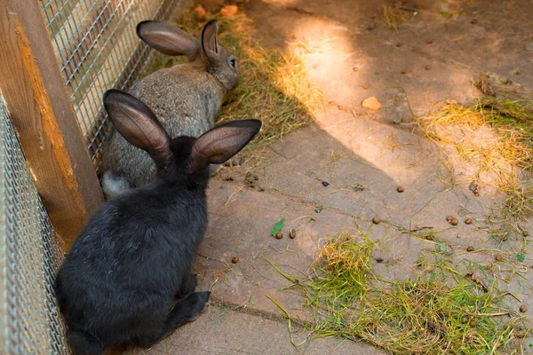 Bir ahşap zemin üzerinde iki güzel tavşan.