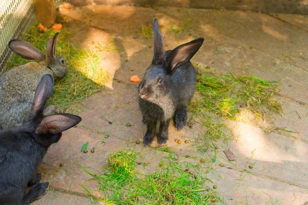 Tre bellissimi coniglietti su un pavimento in legno . — Foto Stock