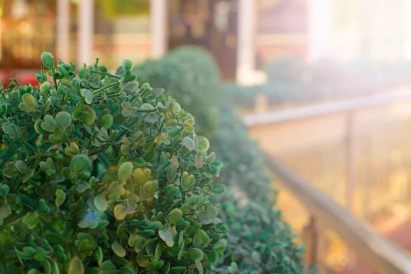 Korkuluk sundurma yaz kafe süs bitkileri.