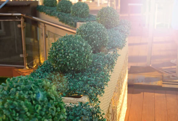 Korkuluk sundurma yaz kafe süs bitkileri.