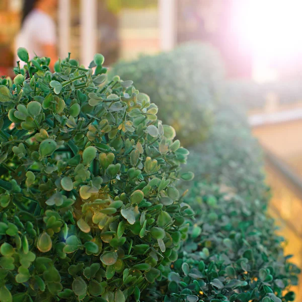 Binanın verandada yapay yeşil Bush.