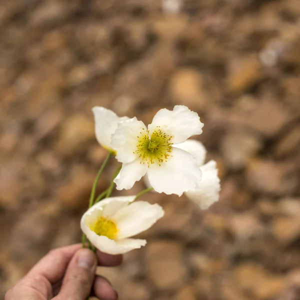 Flor natural de amapola silvestre blanca en las rocas . —  Fotos de Stock