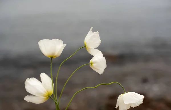 Flor natural de amapola silvestre blanca en el fondo del mar . —  Fotos de Stock