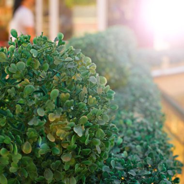 Binanın verandada yapay yeşil Bush.