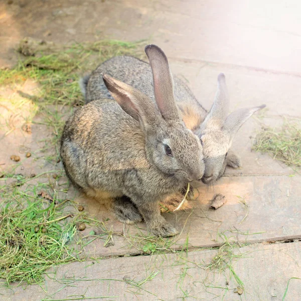 Un paio di conigli grigi su uno sfondo di legno chiaro . — Foto Stock