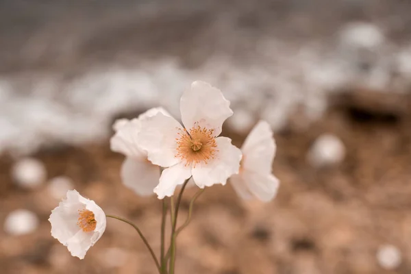 Amapola silvestre natural en el fondo de la naturaleza . —  Fotos de Stock