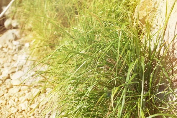 Natürlicher Hintergrund Trail Schotter und grünes Gras. — Stockfoto