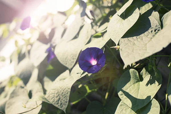 Fiore luminoso bindweed su sfondo di fogliame verde . — Foto Stock