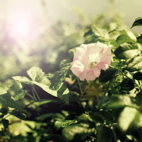 Banner Un grande girasole sullo sfondo della natura . — Foto Stock