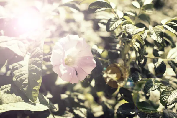 Fiore luminoso bindweed su sfondo di fogliame verde . — Foto Stock