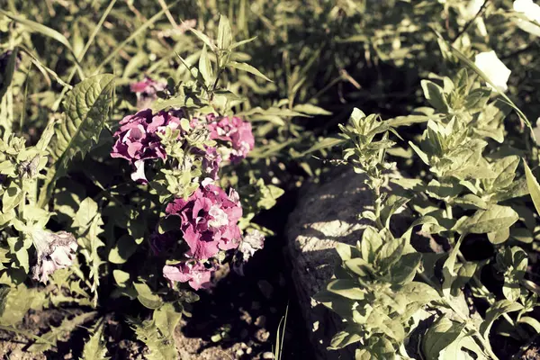 Bright flower bindweed on background of green foliage. — Stock Photo, Image