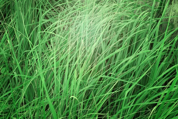 Natuurlijke achtergrond van hoog gras. — Stockfoto