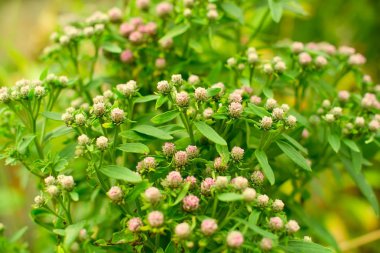 açık havada küçük çiçeklerin.