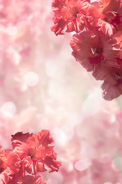 En gren av rosa gladiolus på en skonsam mjuk tonad bakgrund. — Stockfoto